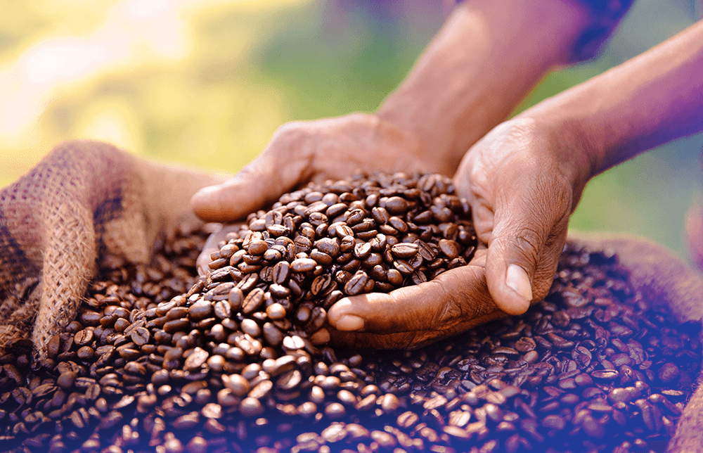 Hands grabbing Coffee beans from a pile Hands grabbing Coffee beans from a pile