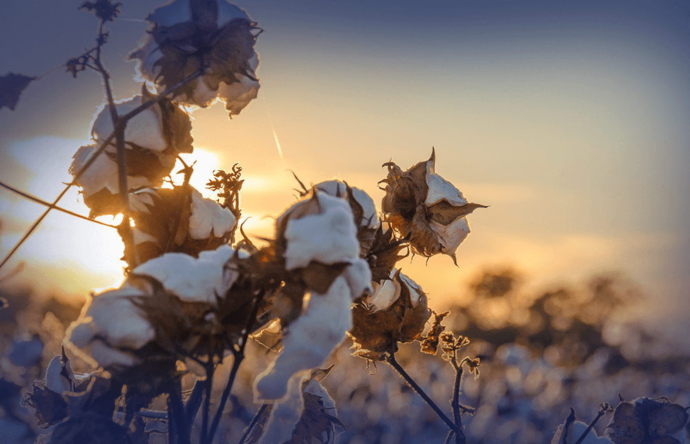 a photo of a Cotton field with a sundown in the background. a photo of a Cotton field with a sundown in the background.