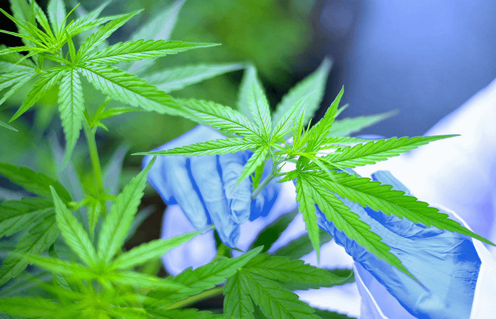 A photo of cannabis leaves being handled by a professional grower A photo of cannabis leafs being handled by a professional grower