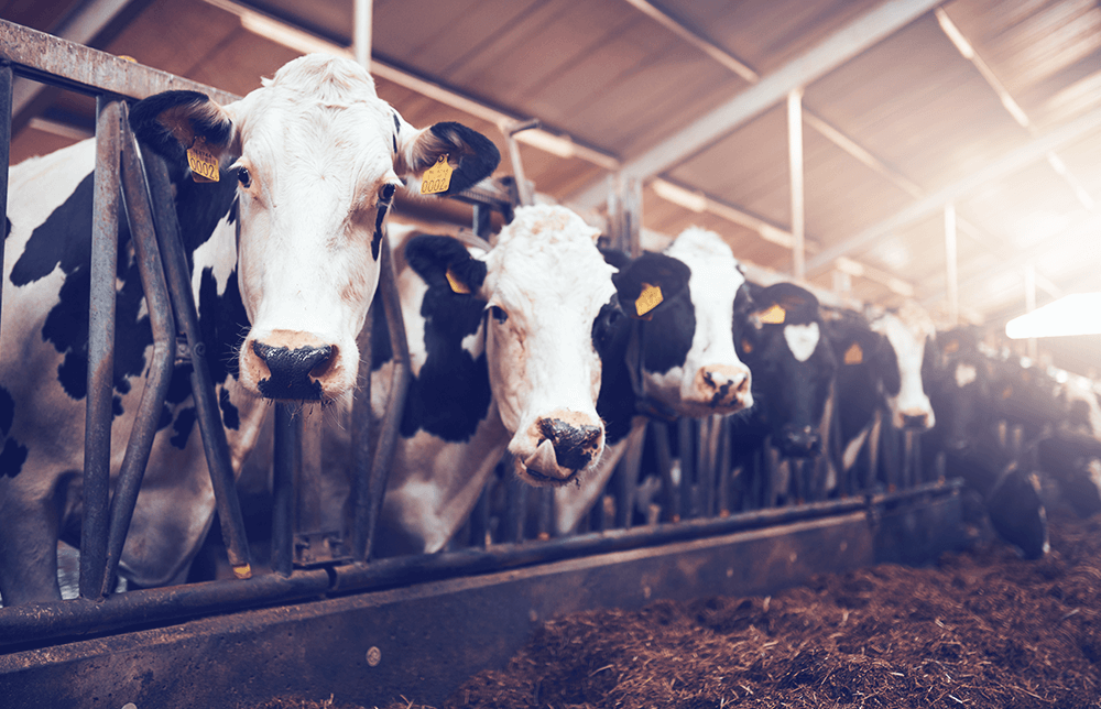 An image of Feeder Cattle An image of Feeder Cattle