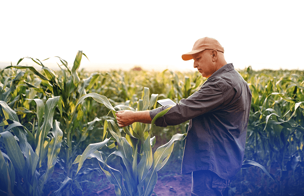A photo of a farmer in a cornfield A photo of a farmer in a cornfield