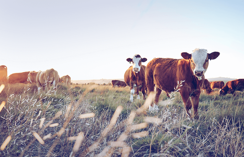 an image of live cattle. an image of live cattle.