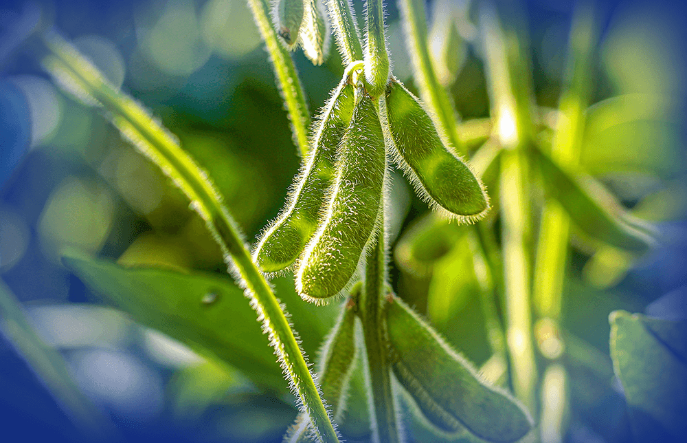 A photo of soy beans plant A photo of soy beans plant