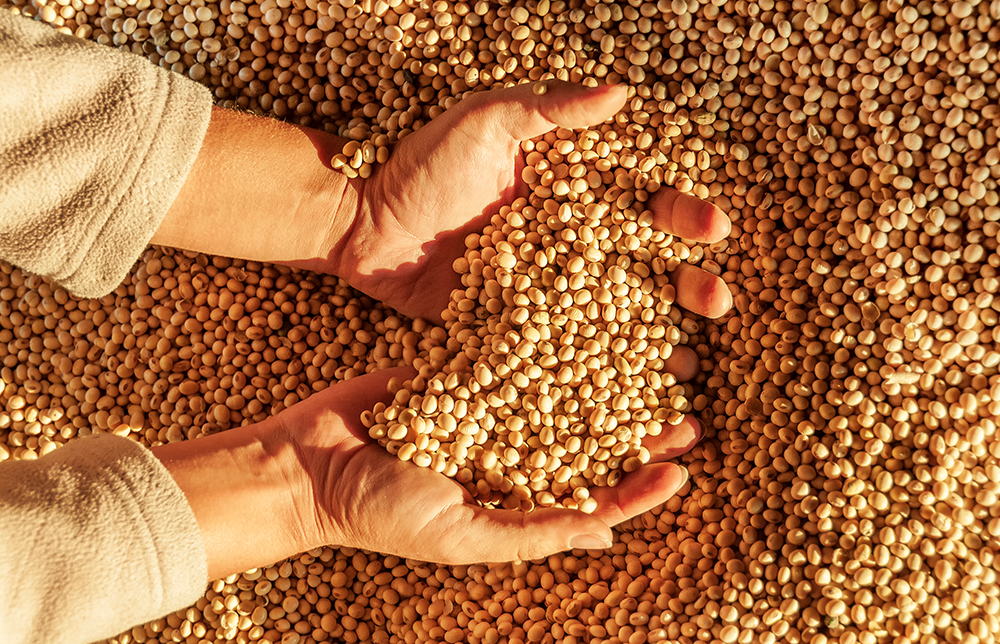 Hands grabbing Soybeans from a pile Hands grabbing Soybeans from a pile